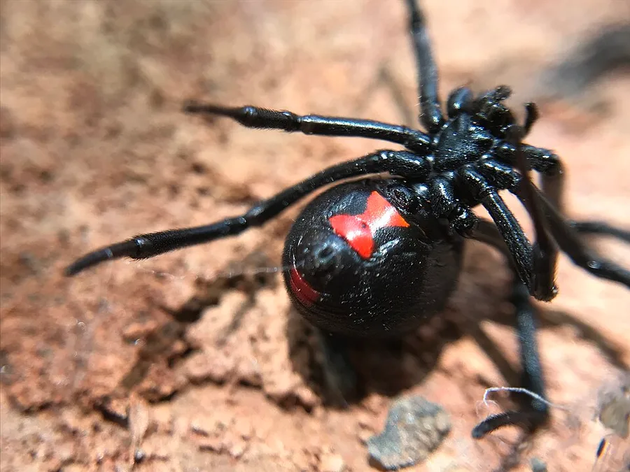 Female black widow spider (Latrodectus mactans) seen from below, a shiny black spider showing the red hourglass marking on the underside of its round abdomen