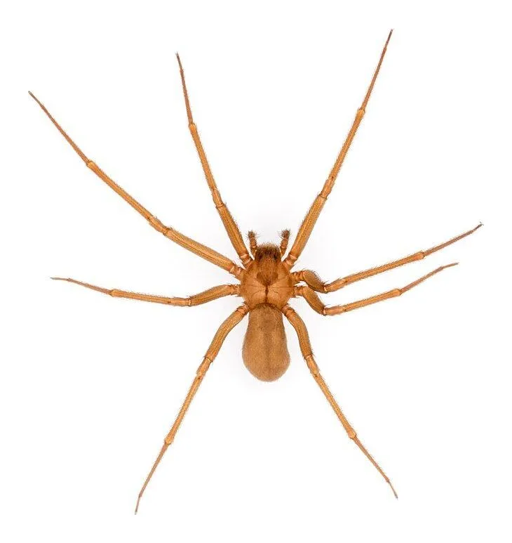 Brown recluse spider (Loxosceles reclusa) seen from above: a light-brown spider with long, thin legs and a darker violin-shaped marking on the front part of its body