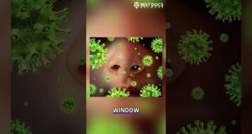 Cold or Allergies? How to Tell the Difference and What to Do